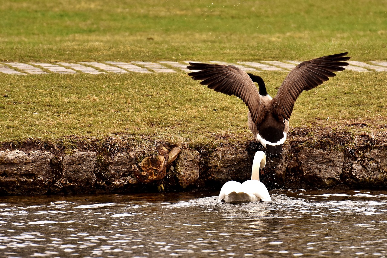swan goose chase free photo