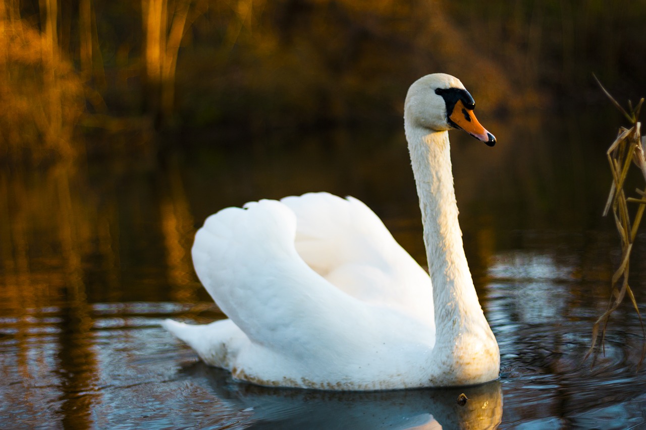 swan bird nature free photo