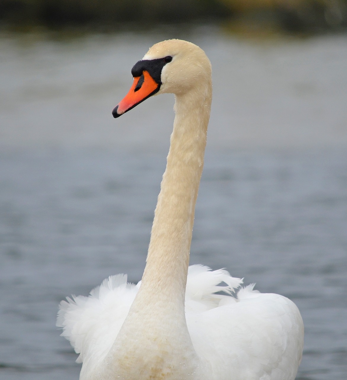 swan water bird animal portrait free photo