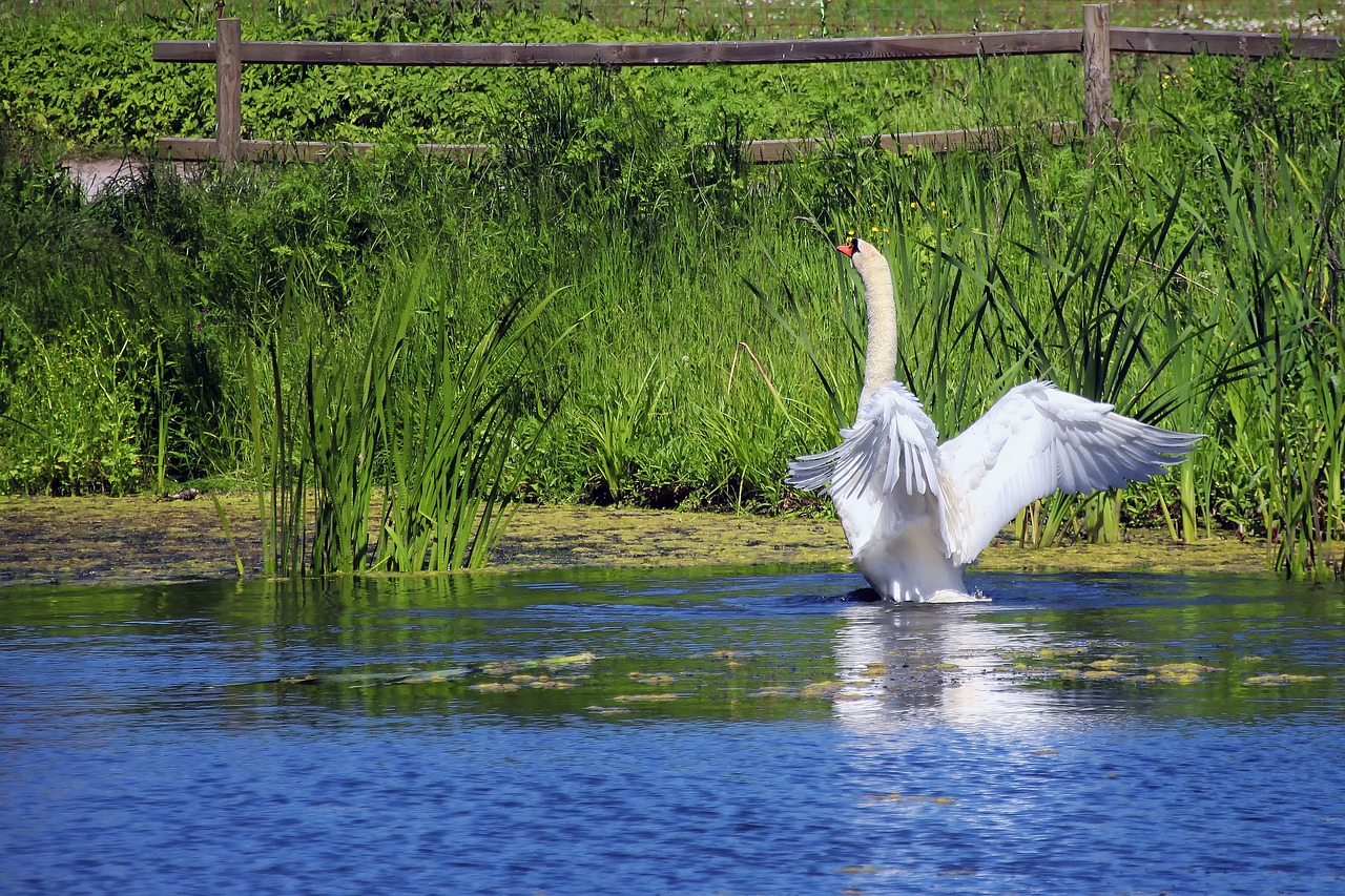 swan pond white free photo