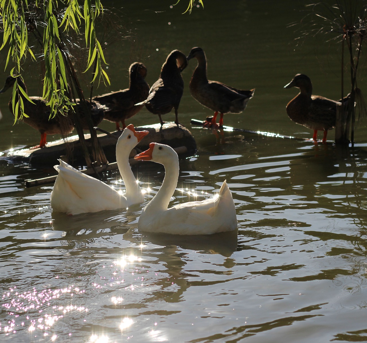 swan duck willow free photo