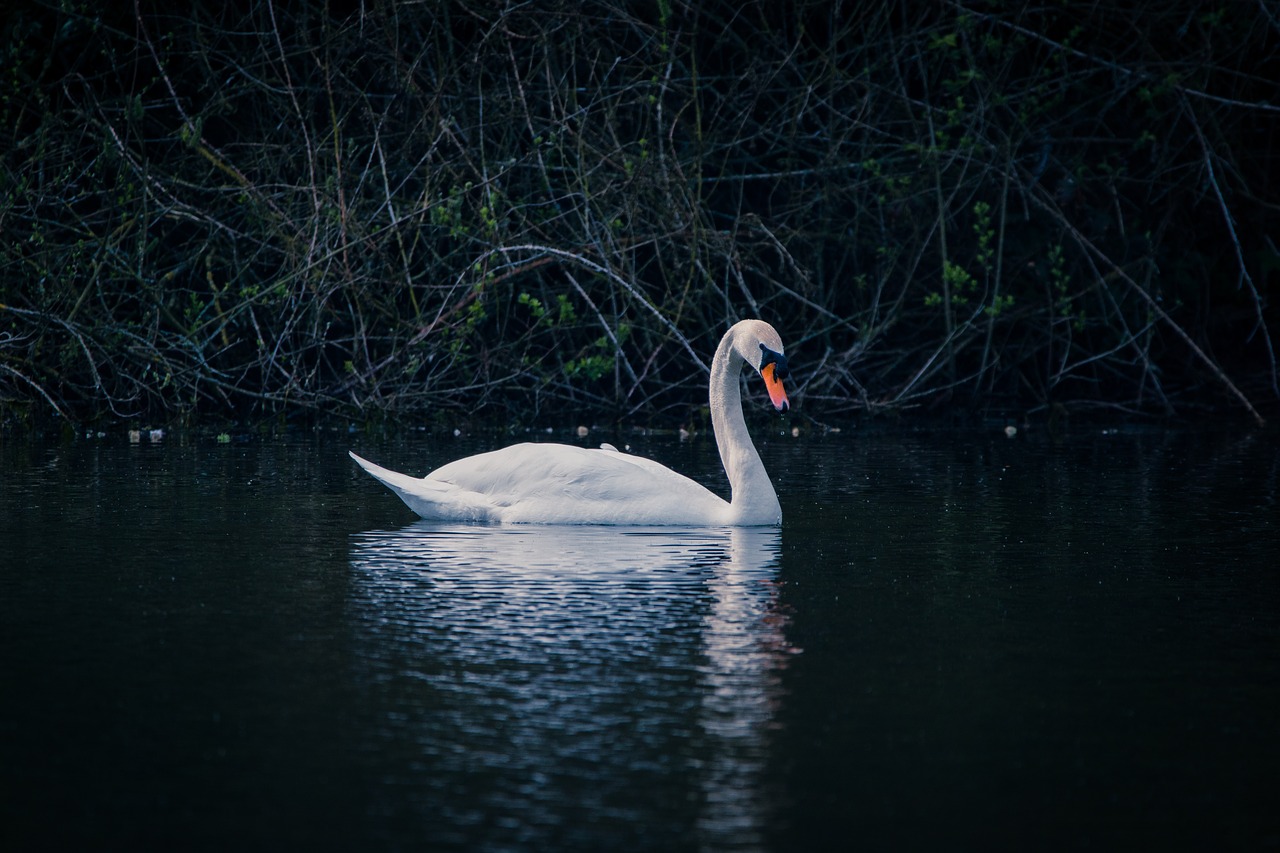 swan water bird swim free photo