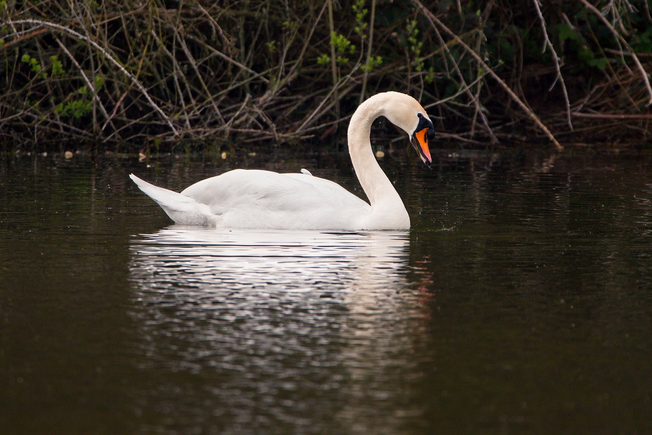 swan water bird swim free photo