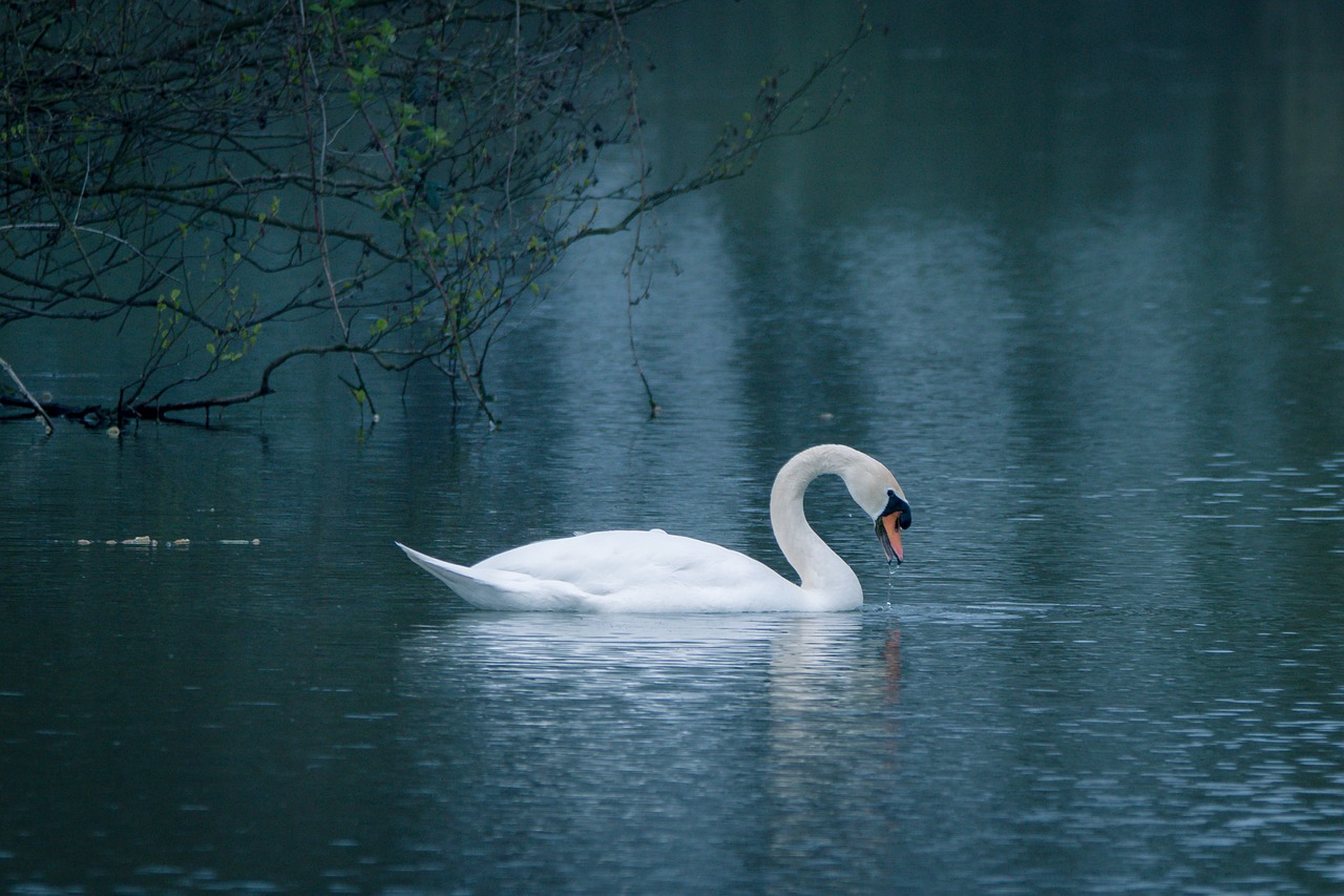 swan water bird swim free photo