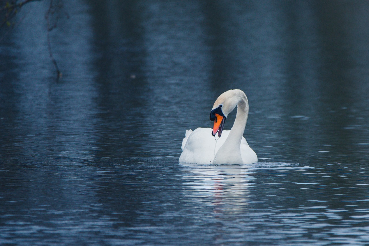 swan water bird swim free photo