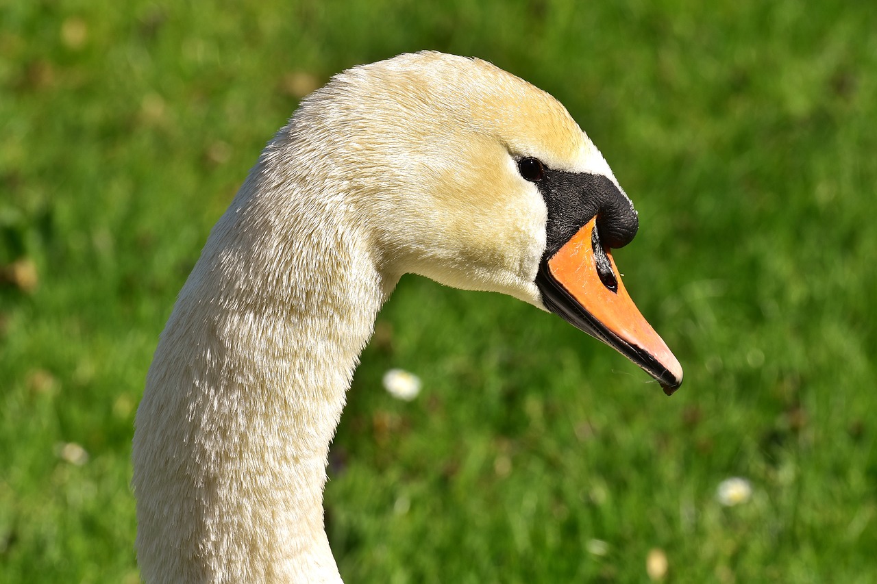 swan water bird plumage free photo