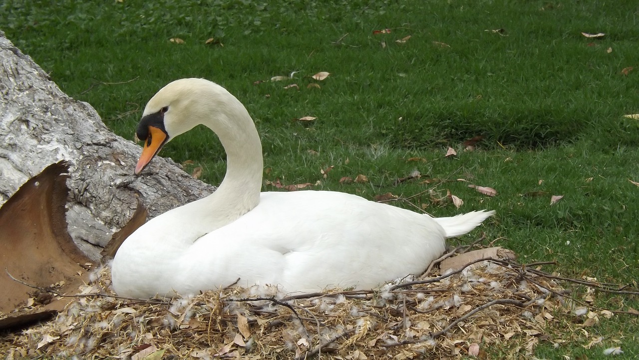 swan river birds free photo