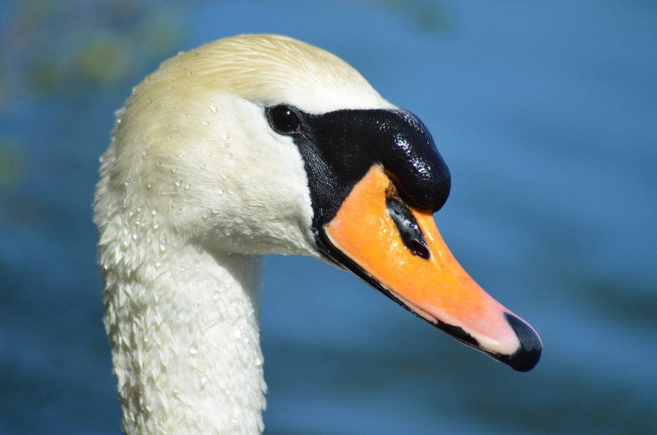 swan duck beak free photo