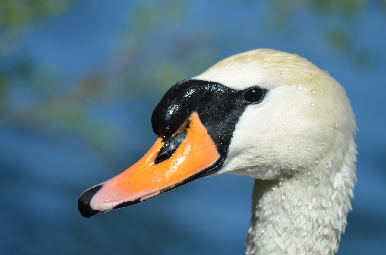 swan duck beak free photo