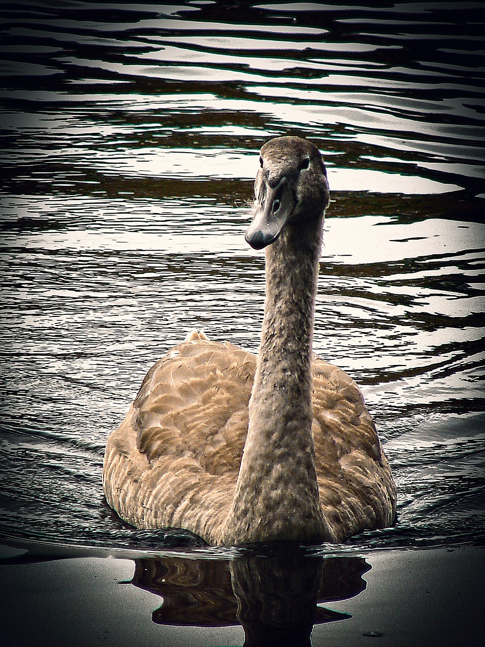 swan swans animal free photo