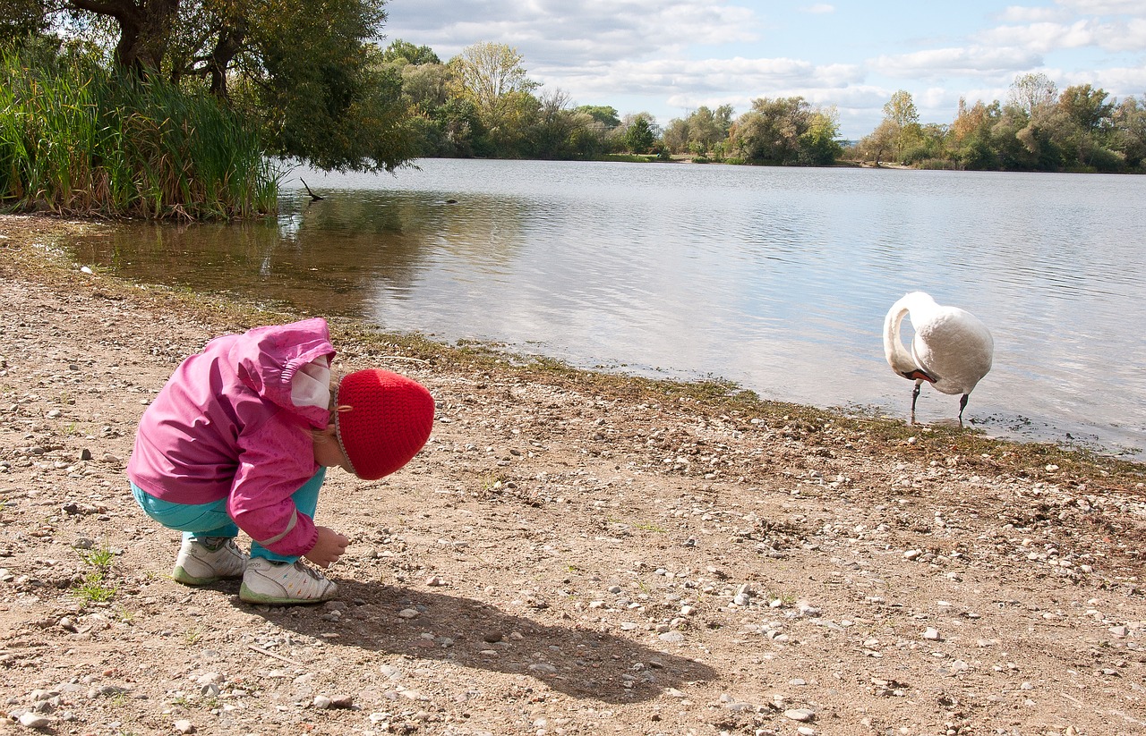 swan baby girl hoot free photo