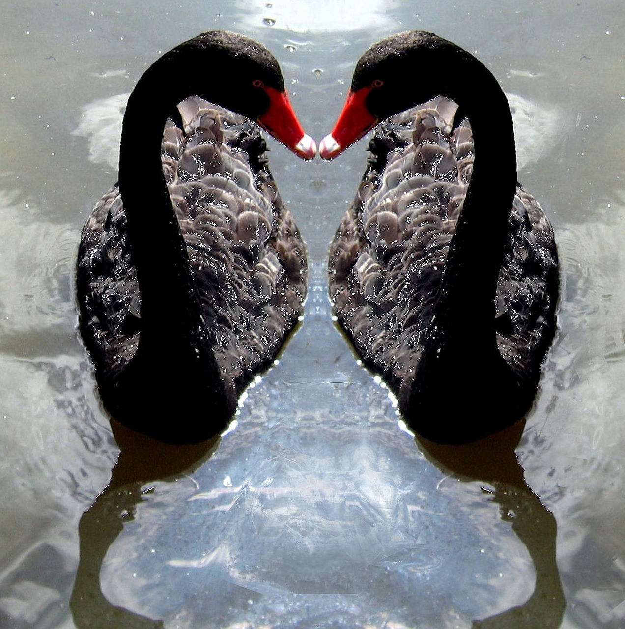 swan swans black free photo