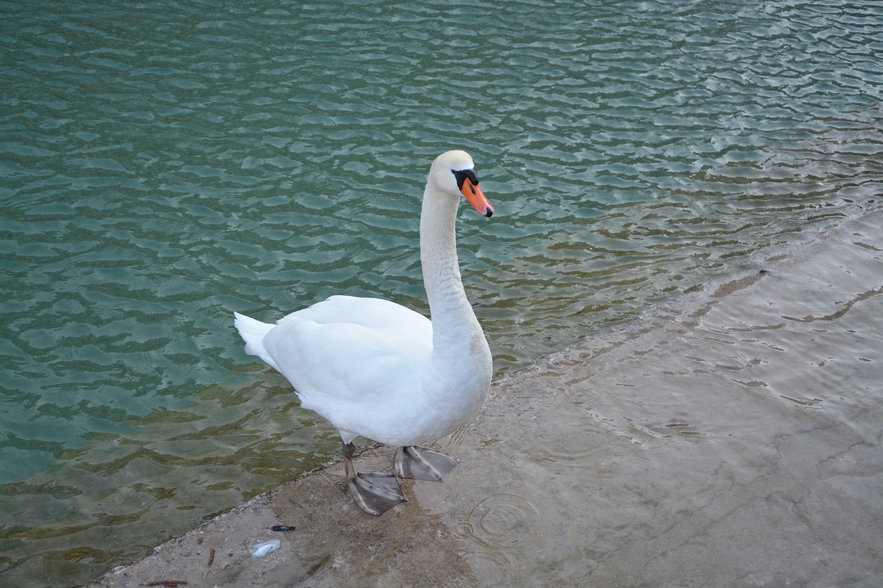 swan white majestic free photo