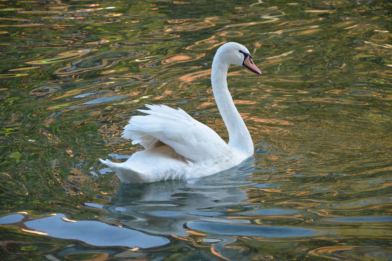 swan white majestic free photo