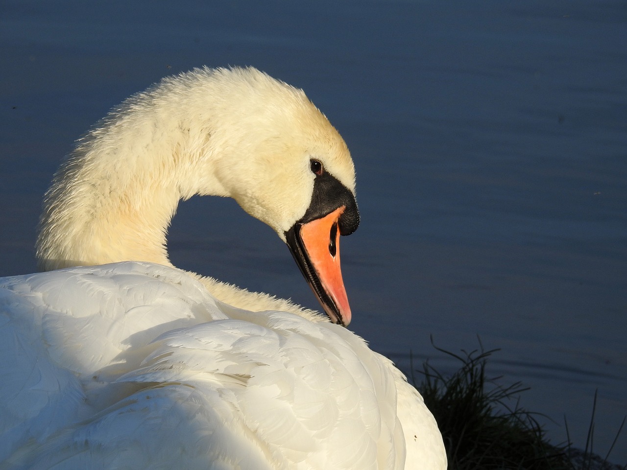 swan bird water bird animal free photo