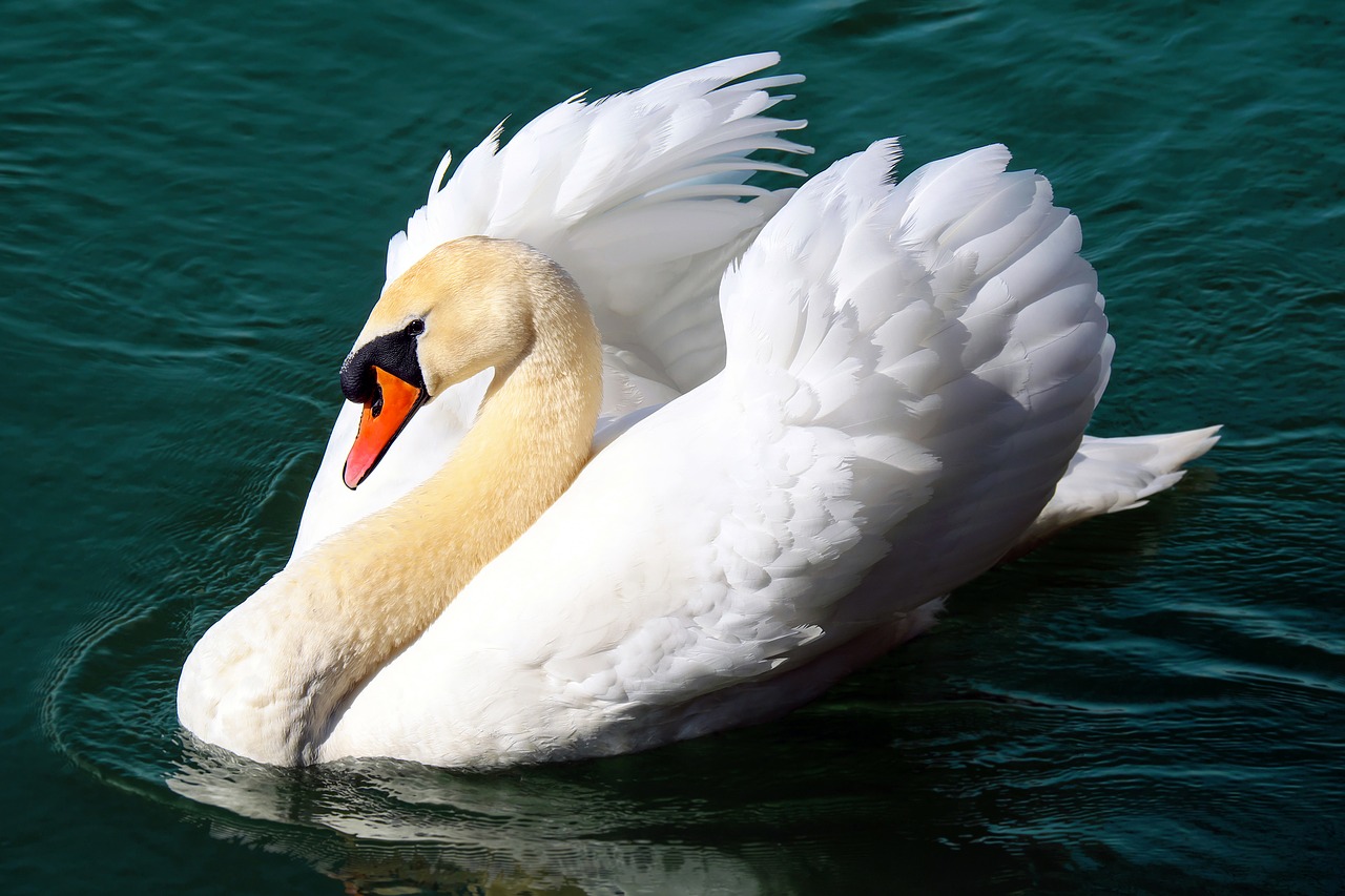 swan water bird animal free photo