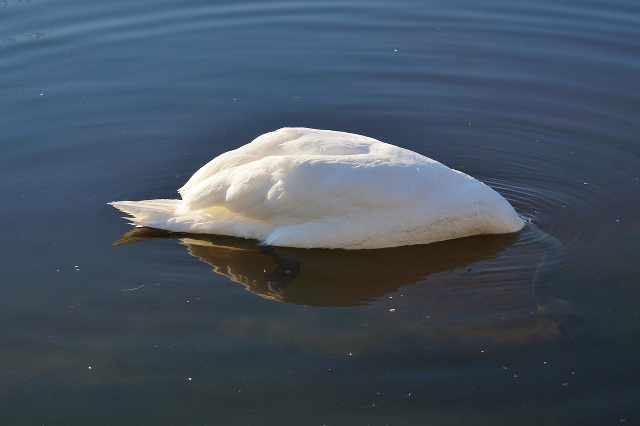 swan bird water bird free photo