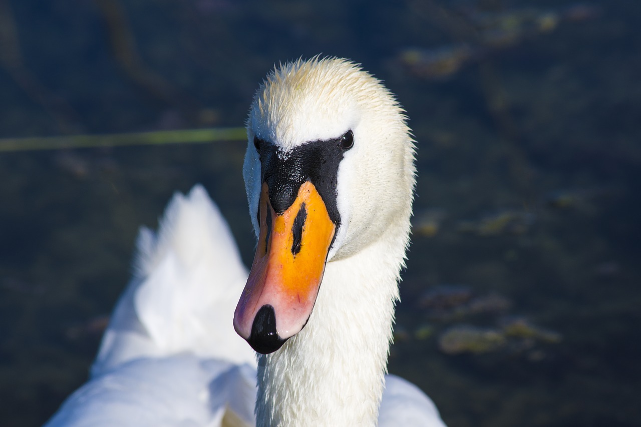 swan bird water bird free photo