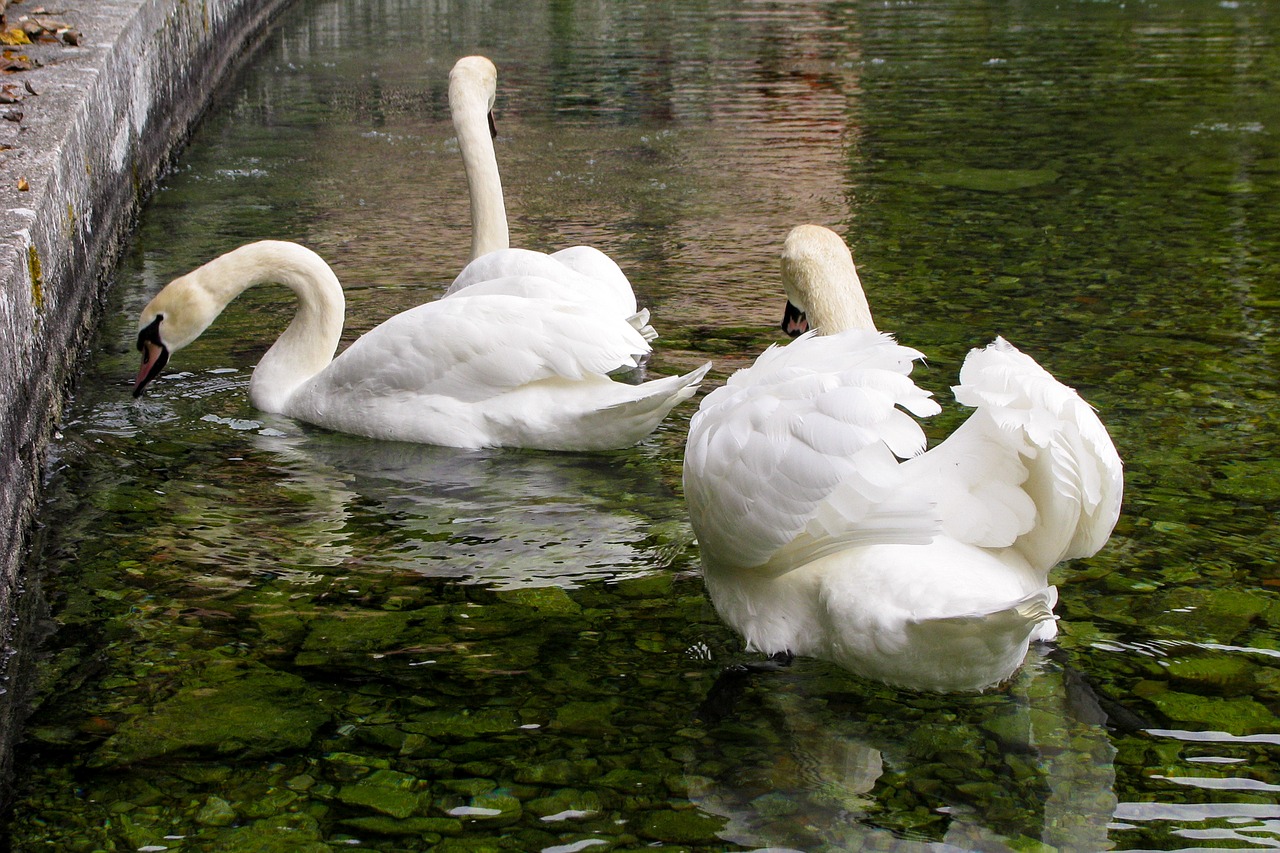 swan swans cygnus free photo