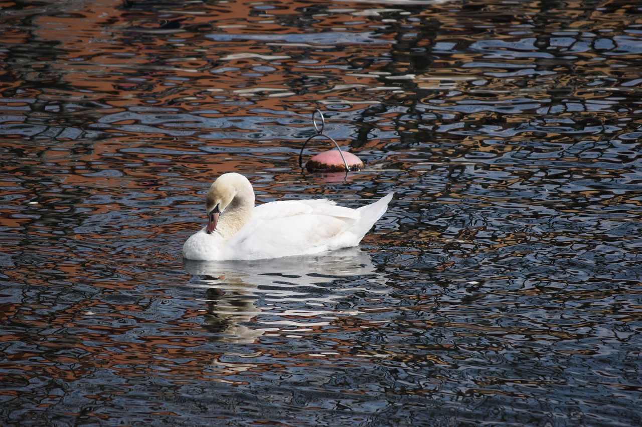 swan lecco lake free photo