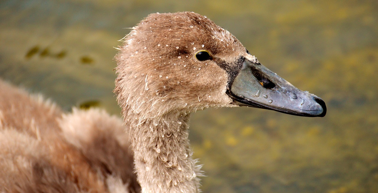 swan young animal bird free photo