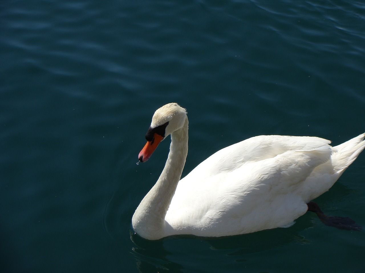 swan animal bird free photo