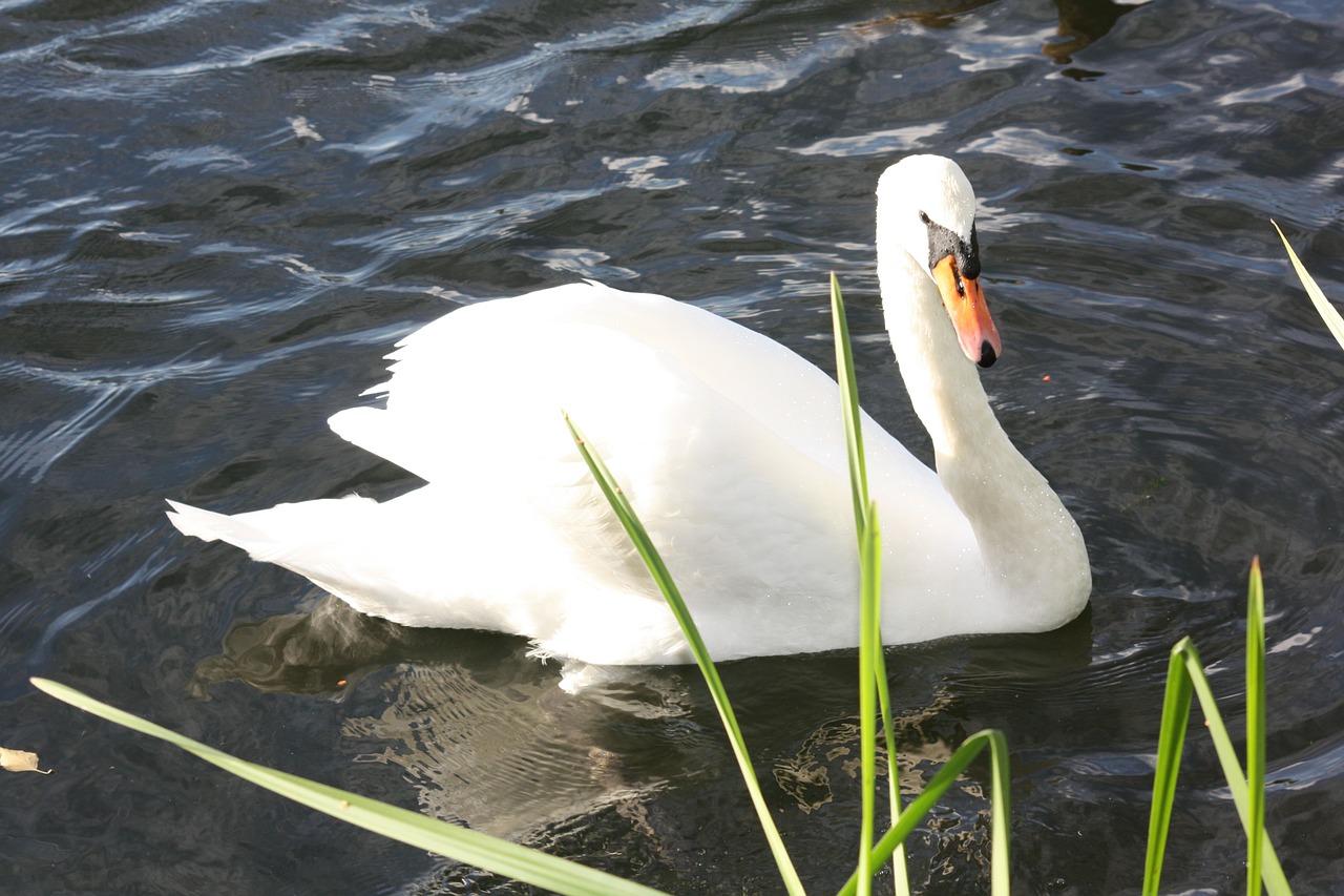 swan animal water free photo