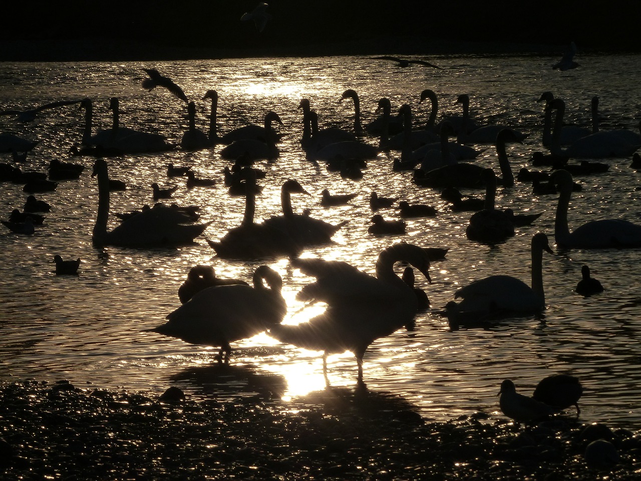 swan shadow swans free photo