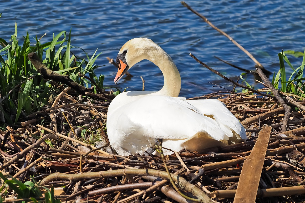 swan nest nature free photo