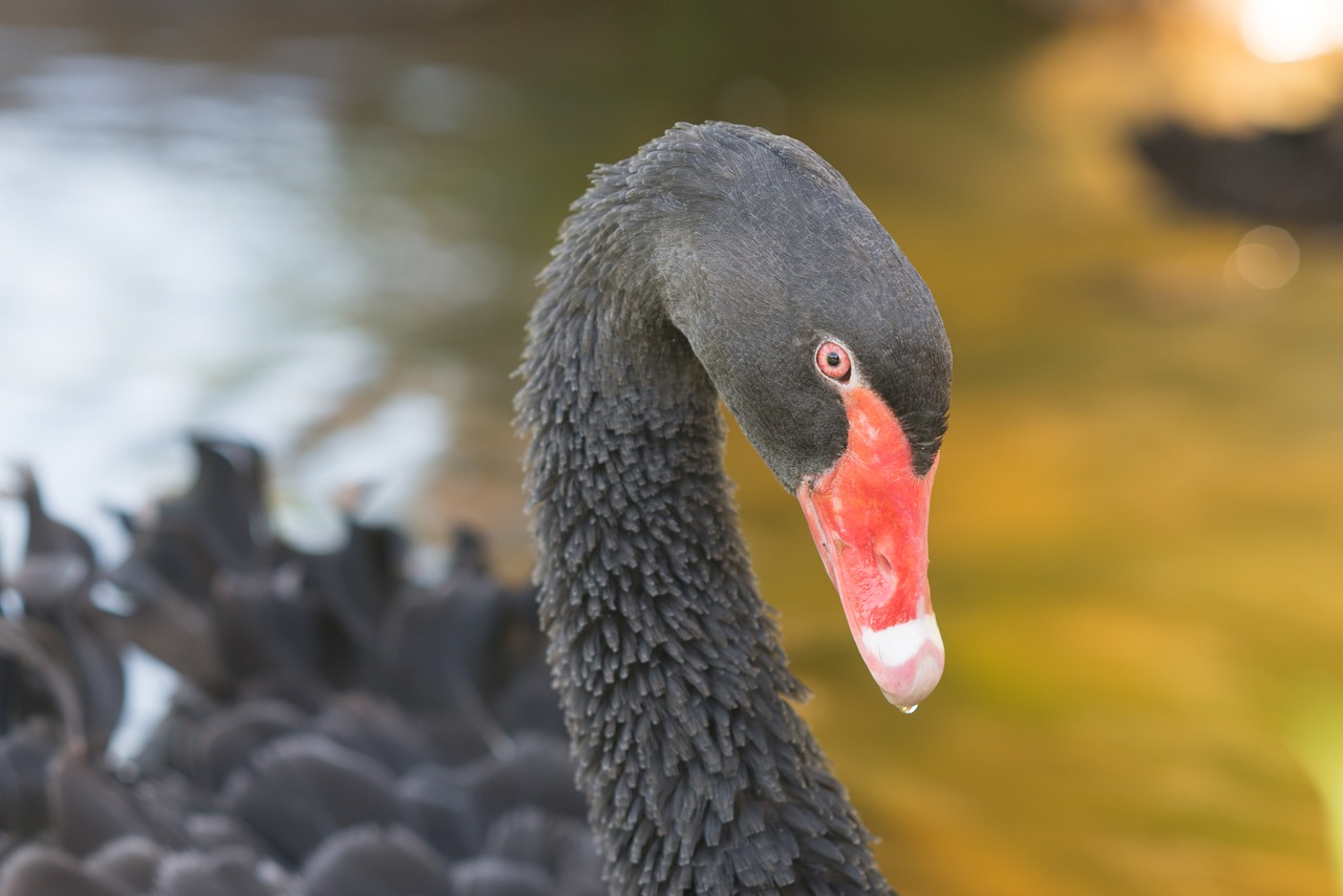 swan black fowl free photo