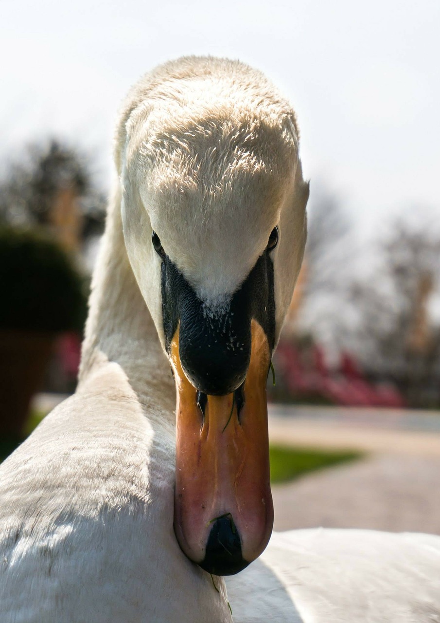 swan close bill free photo