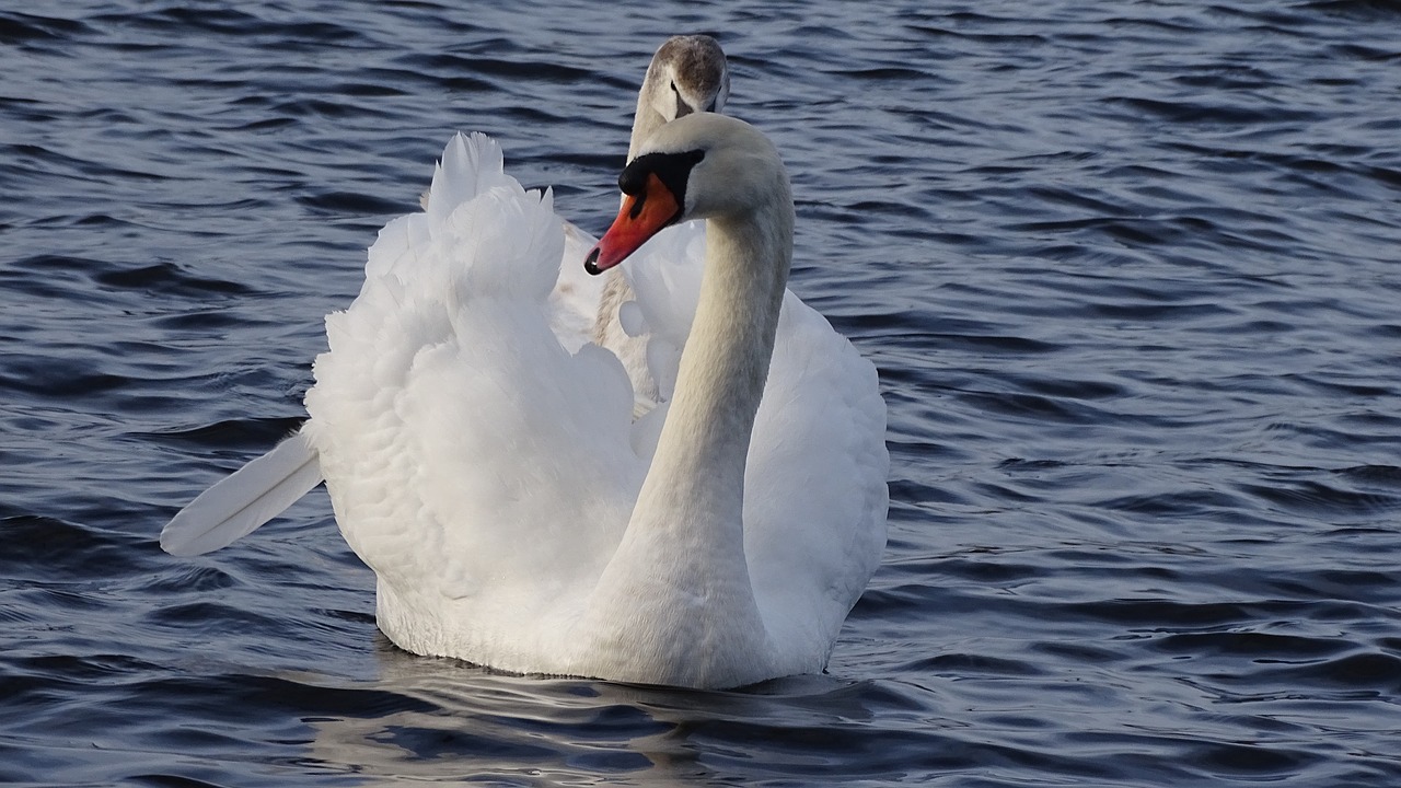swan banter see lake wilhelmshaven free photo
