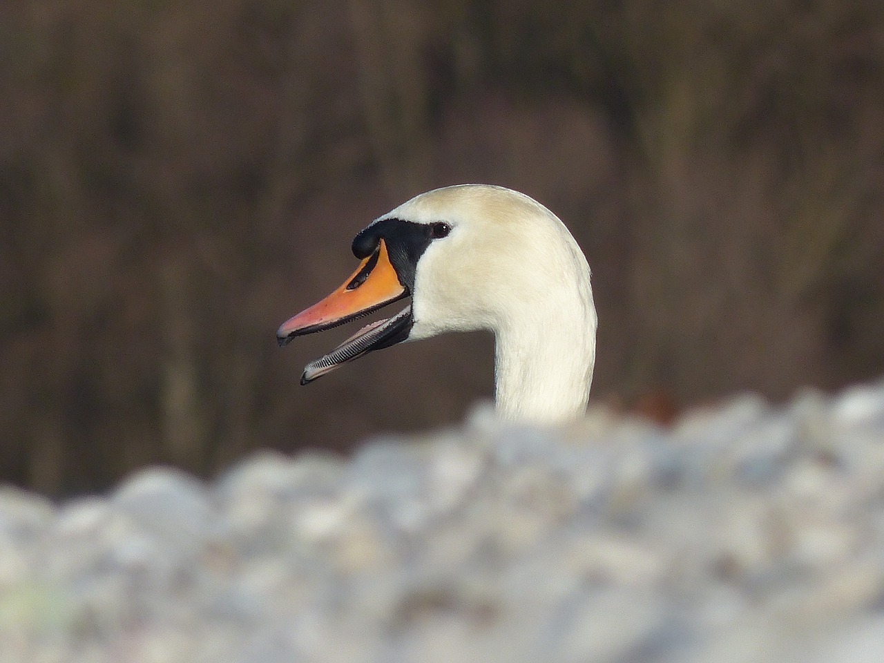 swan close bird free photo