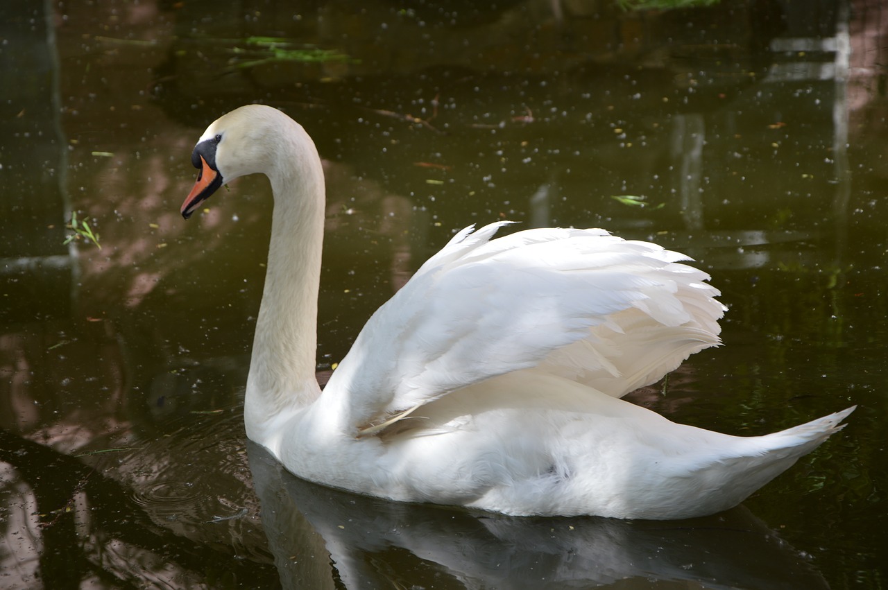 swan bird grace free photo