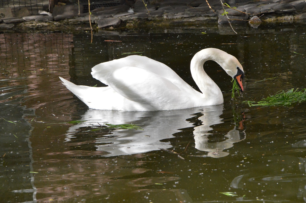 swan bird pond free photo