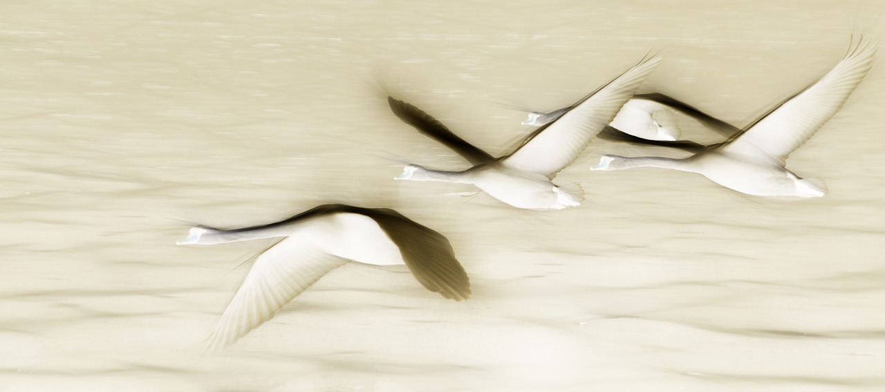 swan fly birds free photo