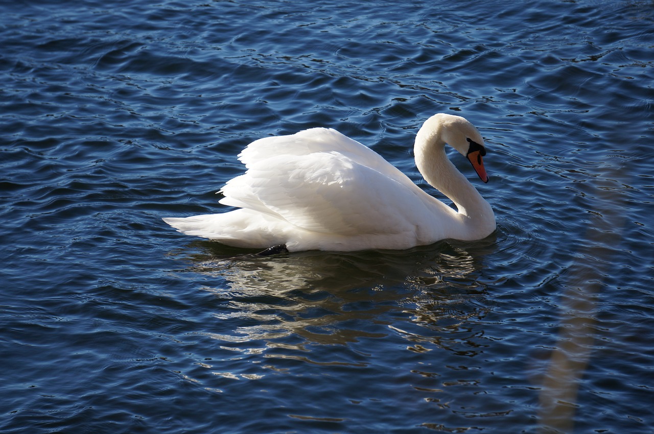 swan lake mälaren spring free photo