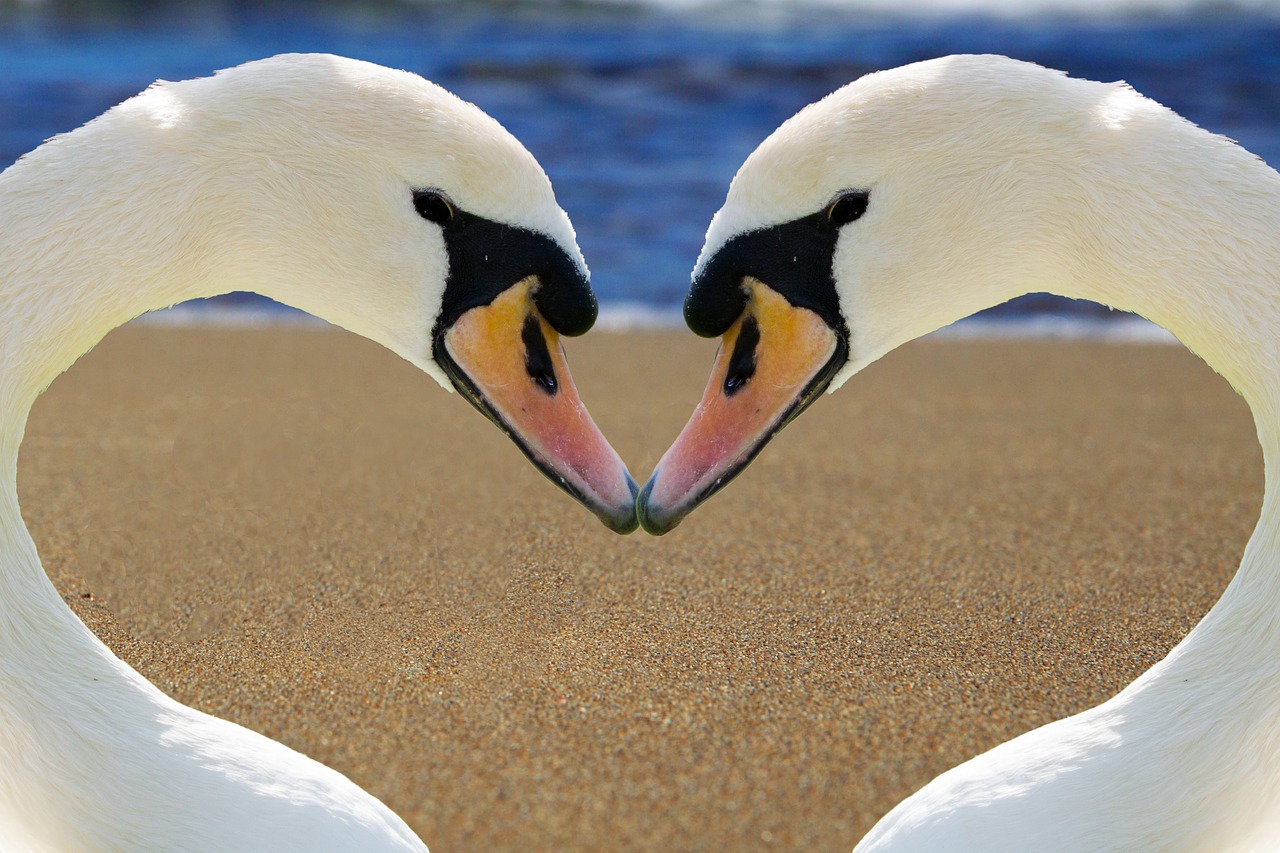 swan heart love free photo