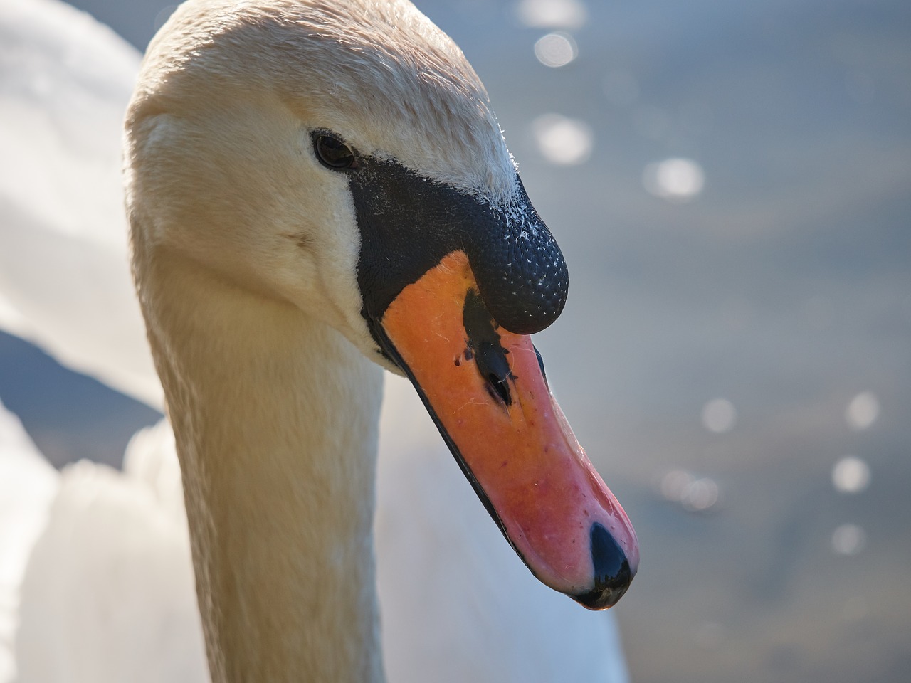 swan water swim free photo