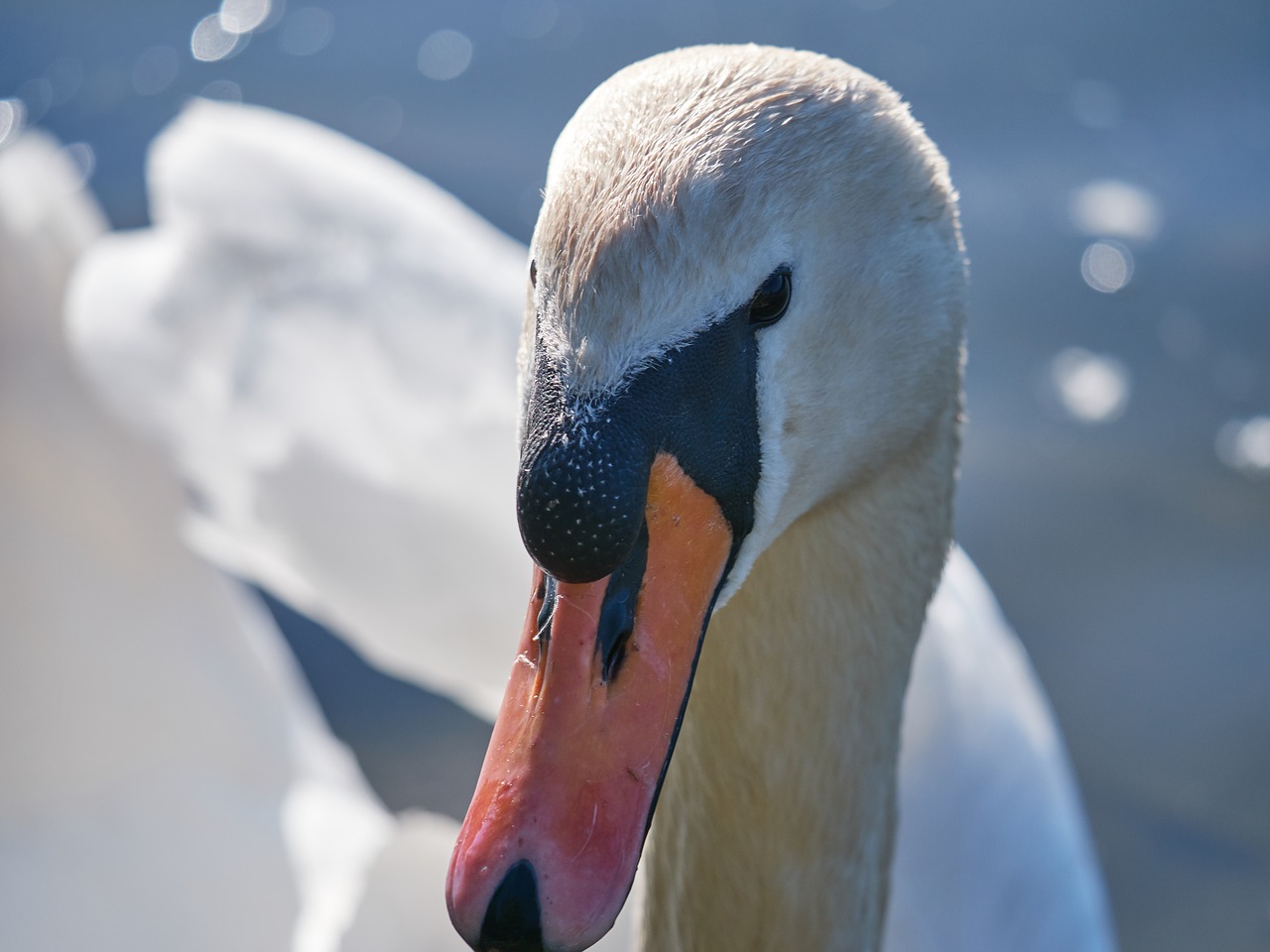 swan water swim free photo