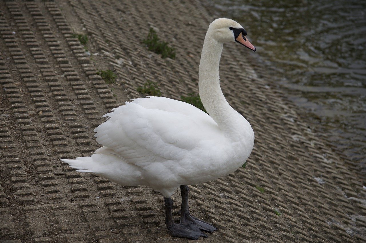 swan bird nature free photo