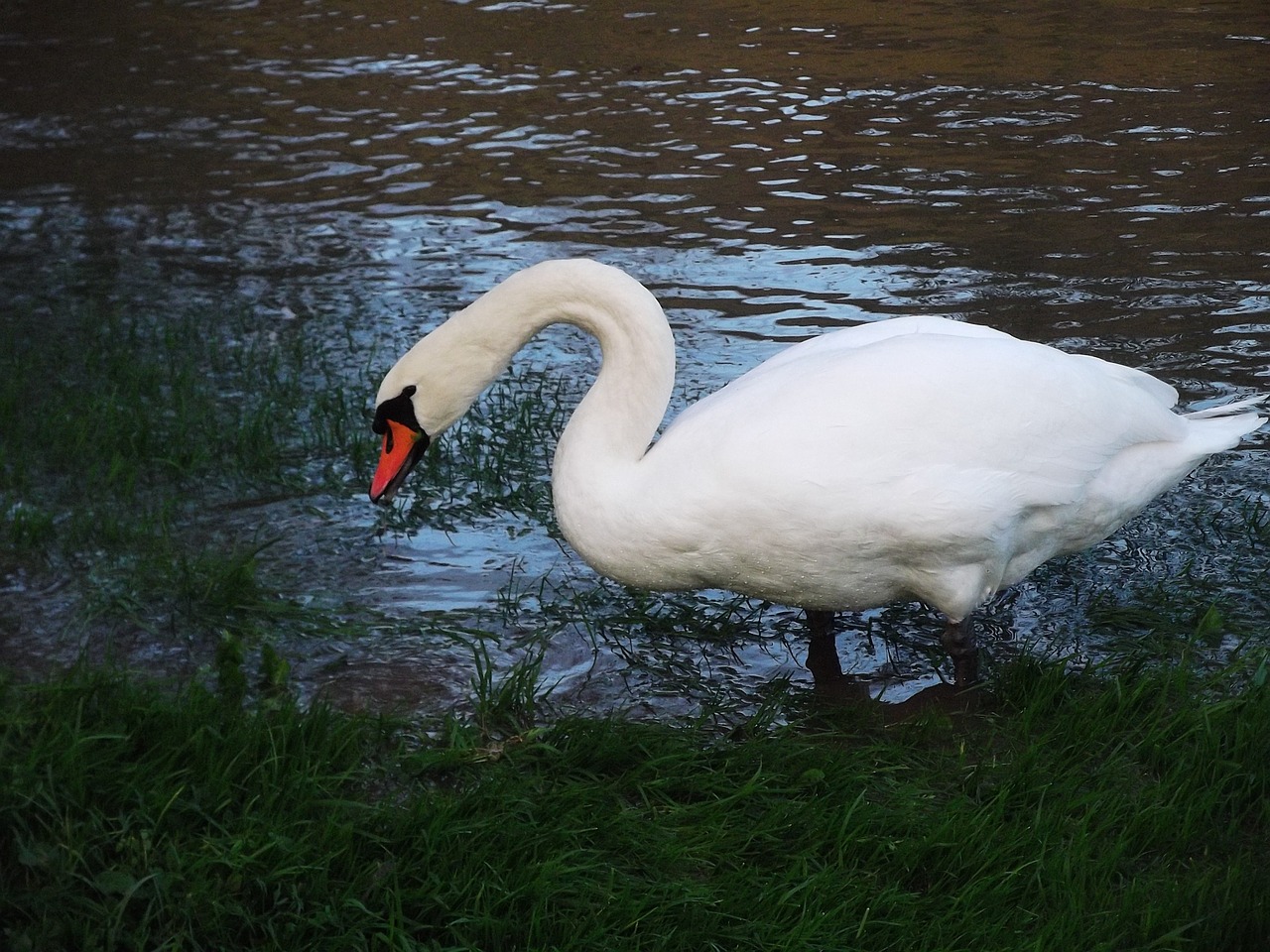 swan swans animal free photo
