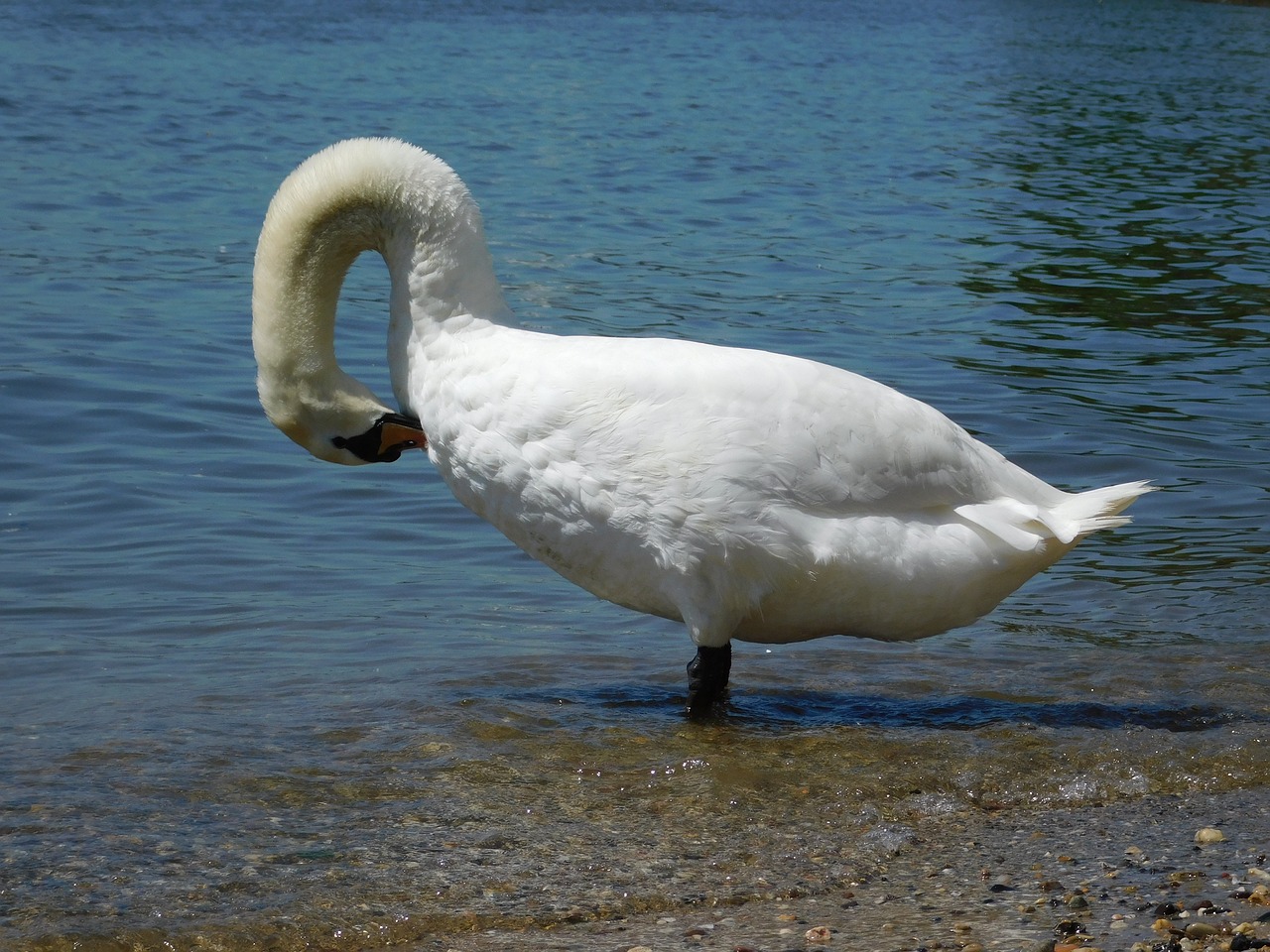 swan rhine wiesbaden free photo
