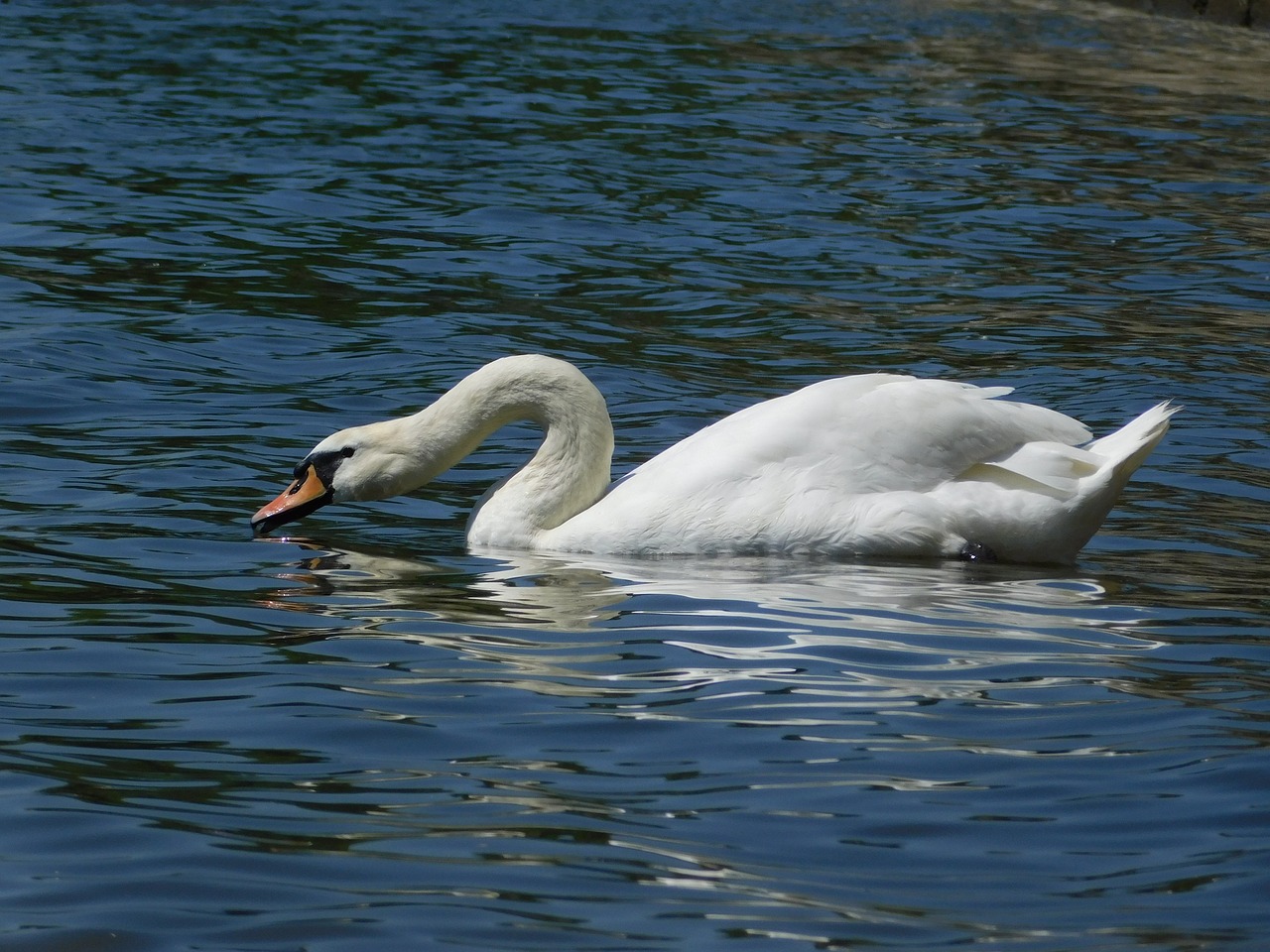 swan wiesbaden biebrich free photo