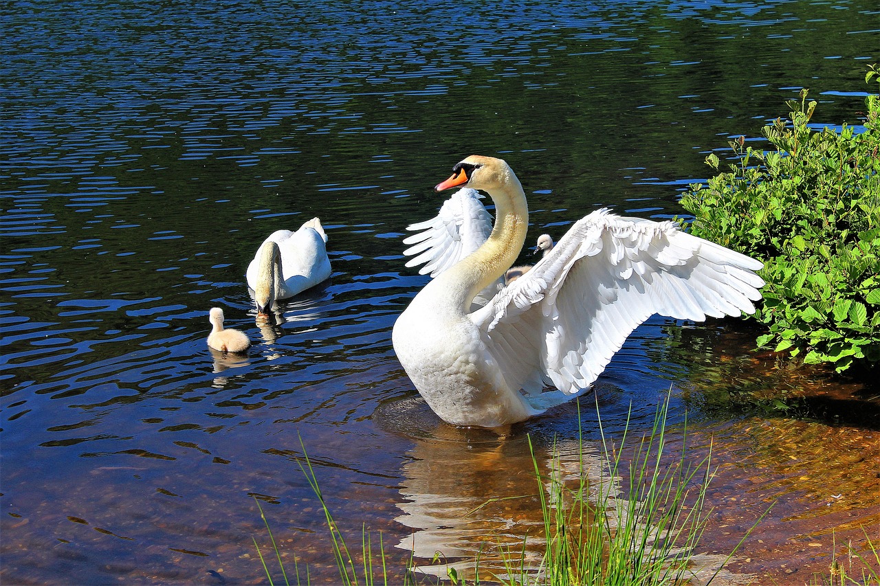 swan swan family fish pond free photo