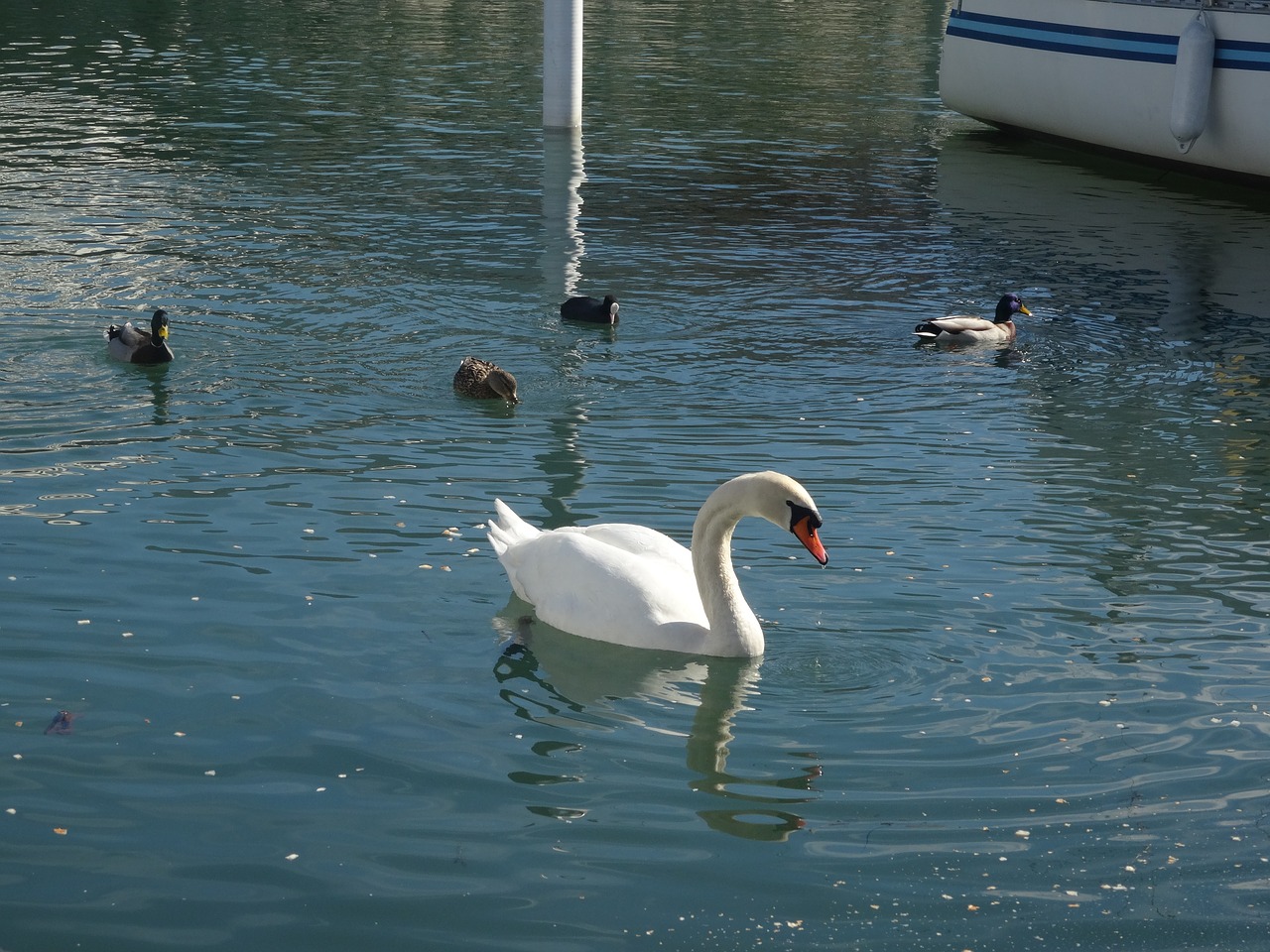 swan swan at lake swan with ducks free photo
