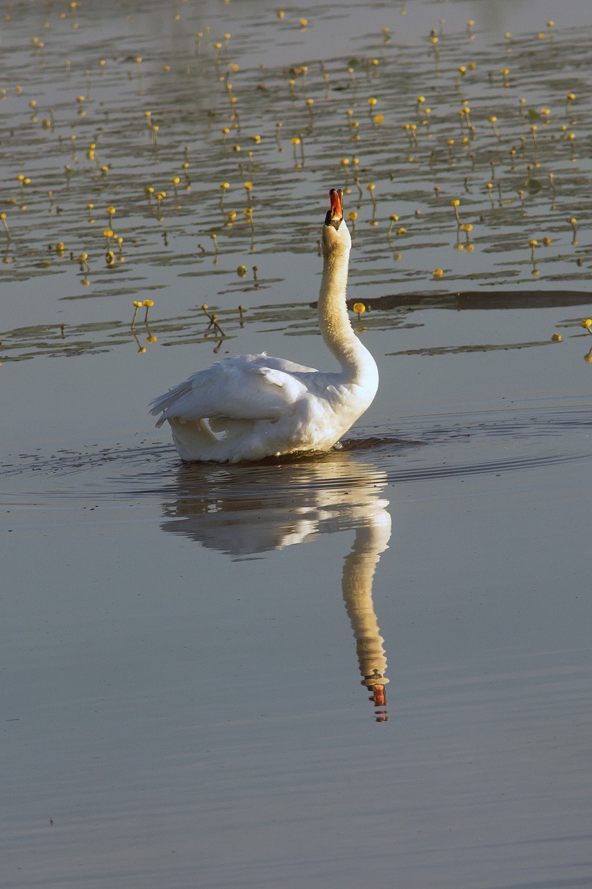 swan mute swan swan song free photo