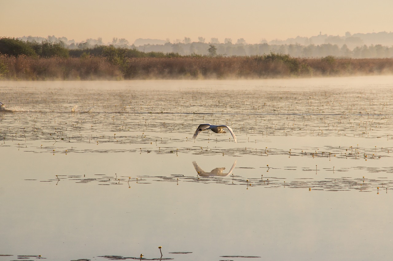 swan flight mute swan free photo