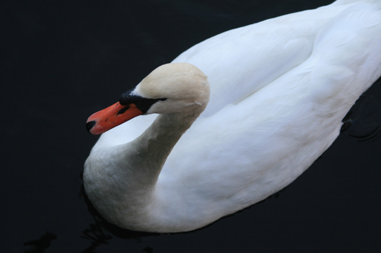 swan white bird free photo