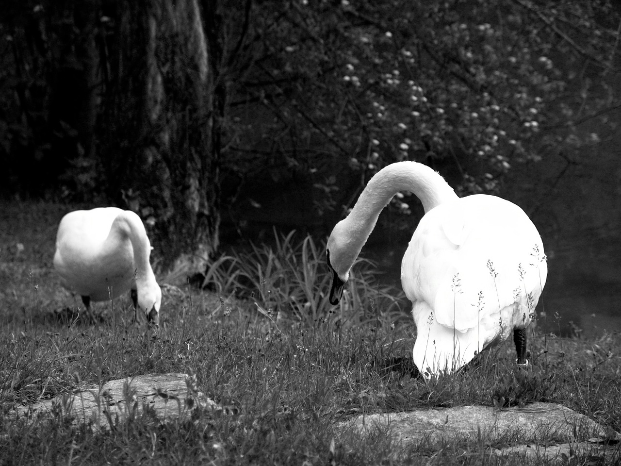 swan poultry swans free photo